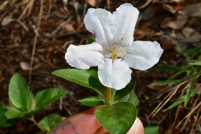 Fringeleaf Wild Petunia photo 4