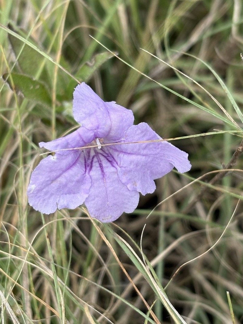 Fringeleaf Wild Petunia photo 5
