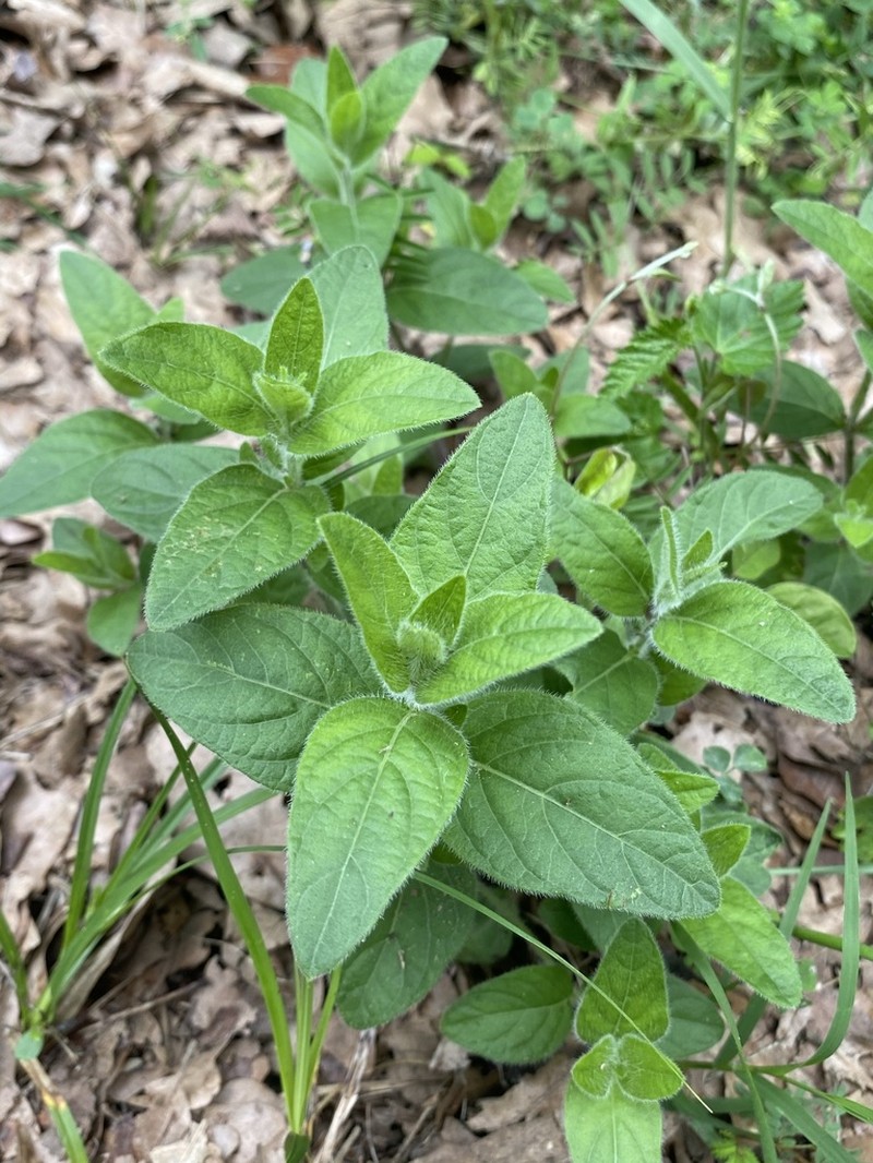 Fringeleaf Wild Petunia photo 6