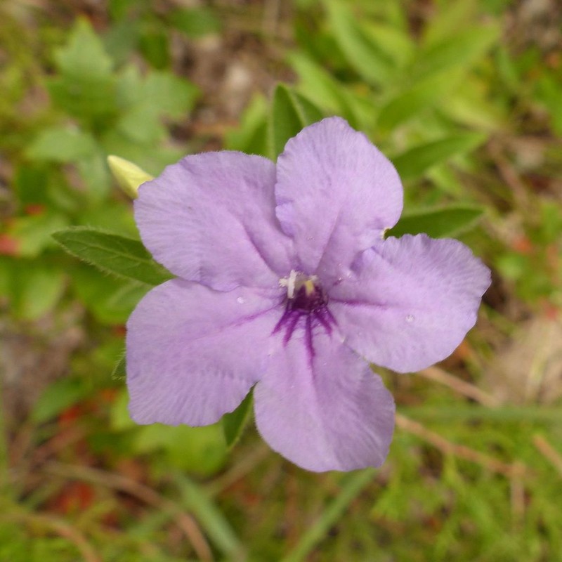 Fringeleaf Wild Petunia photo 7