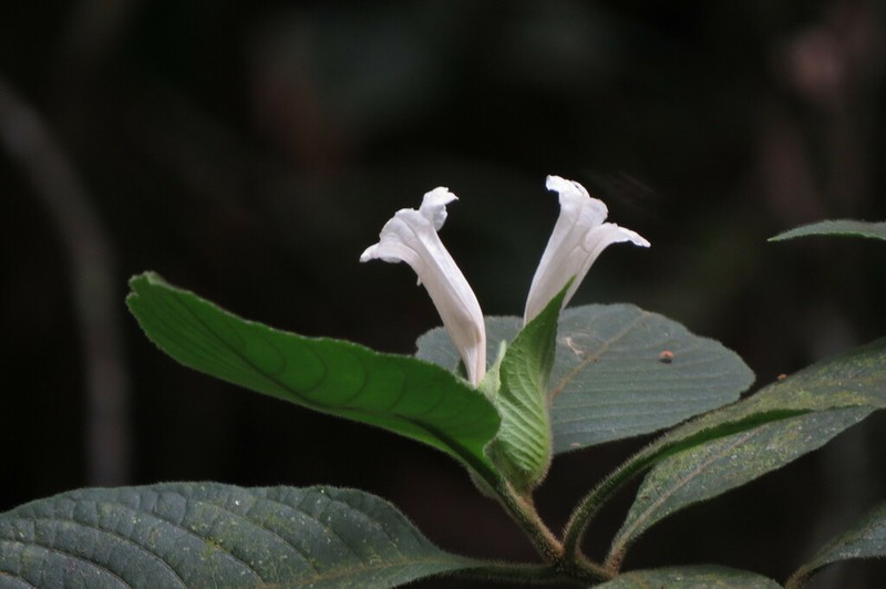 Ruellia leonardiana photo 2