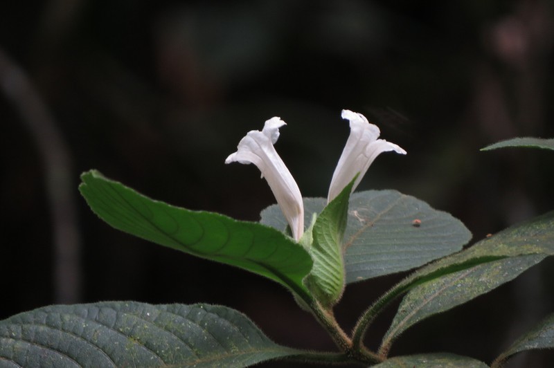 Ruellia leonardiana photo 3