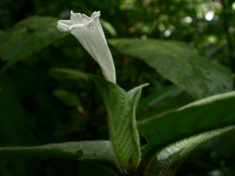 Ruellia leonardiana photo 4