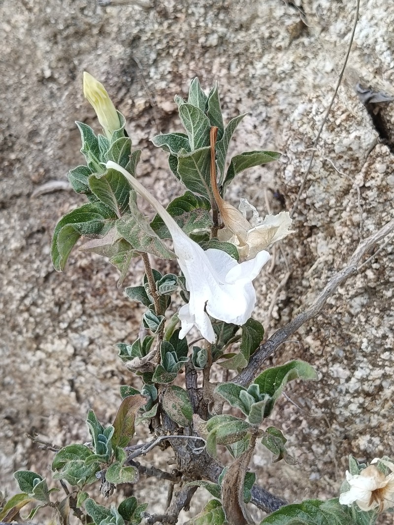 Ruellia leucantha subsp. leucantha