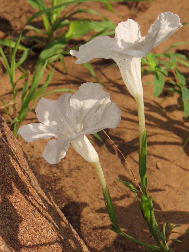 Ruellia leucantha subsp. leucantha photo 2