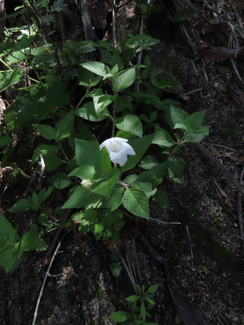 Ruellia leucantha subsp. leucantha photo 3