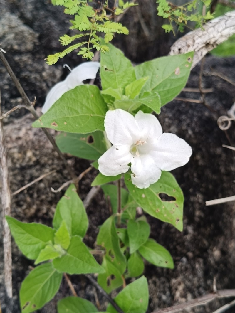 Ruellia leucantha subsp. leucantha photo 4