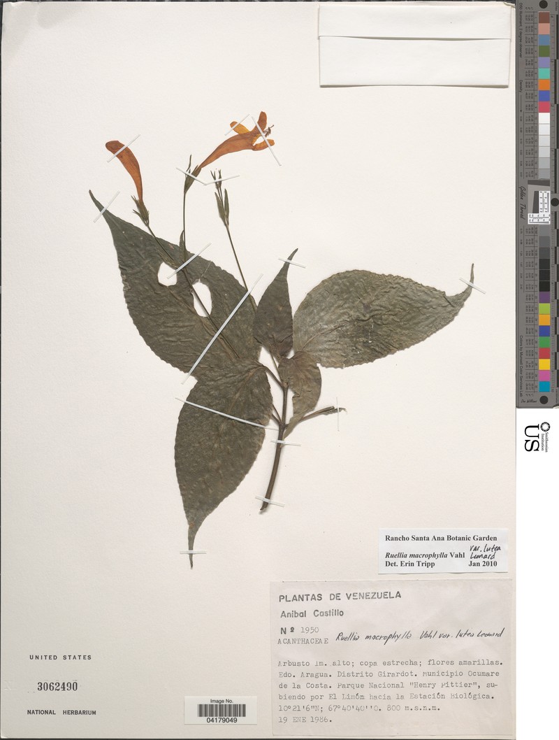 Ruellia lutea