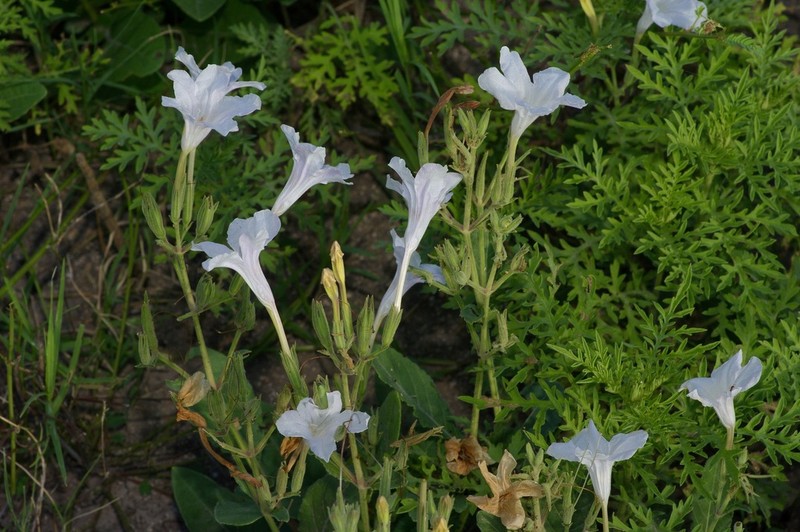 Metz's Wild Petunia