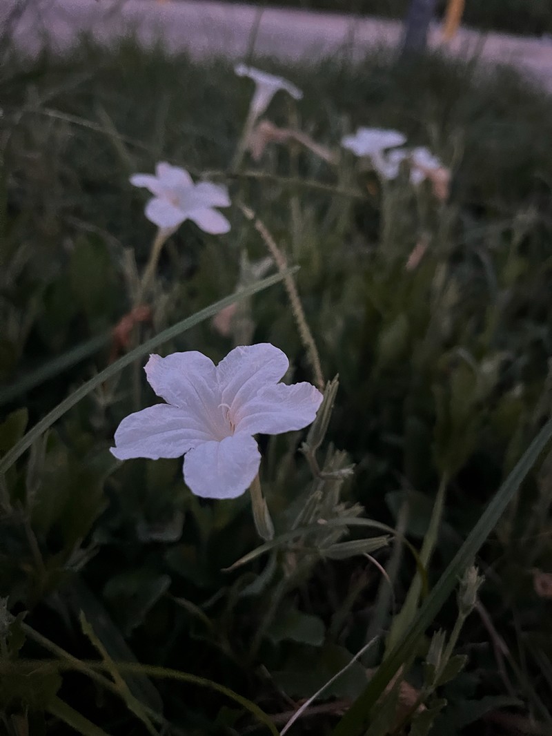 Metz's Wild Petunia photo 2