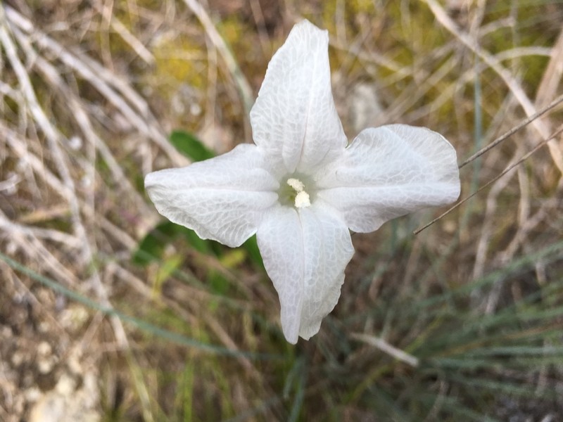 Metz's Wild Petunia photo 3