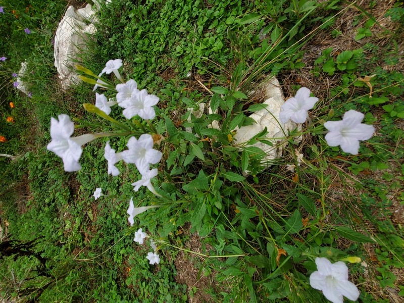 Metz's Wild Petunia photo 4