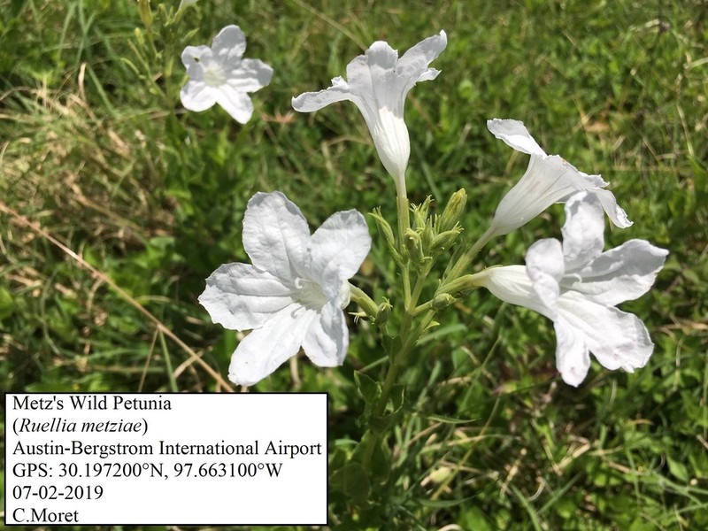 Metz's Wild Petunia photo 5