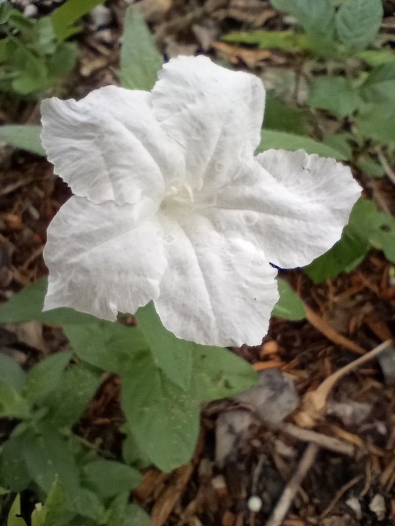 Metz's Wild Petunia photo 6