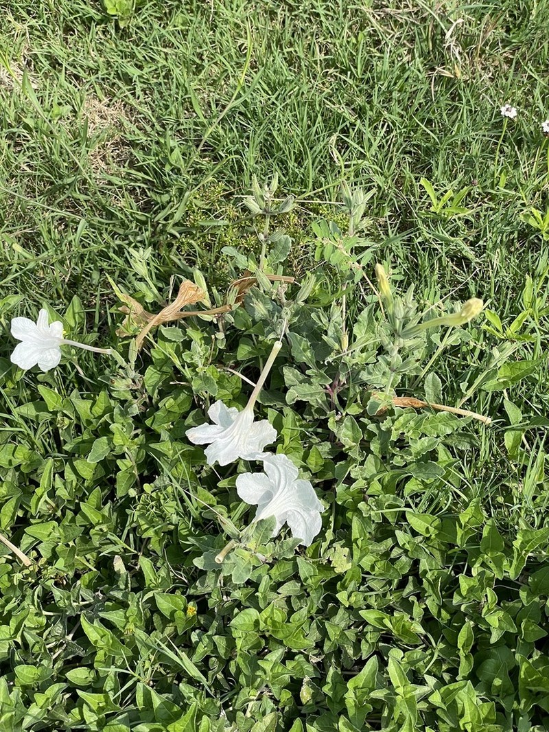 Metz's Wild Petunia photo 7