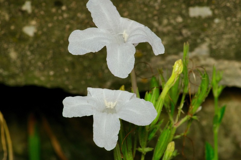Metz's Wild Petunia photo 8