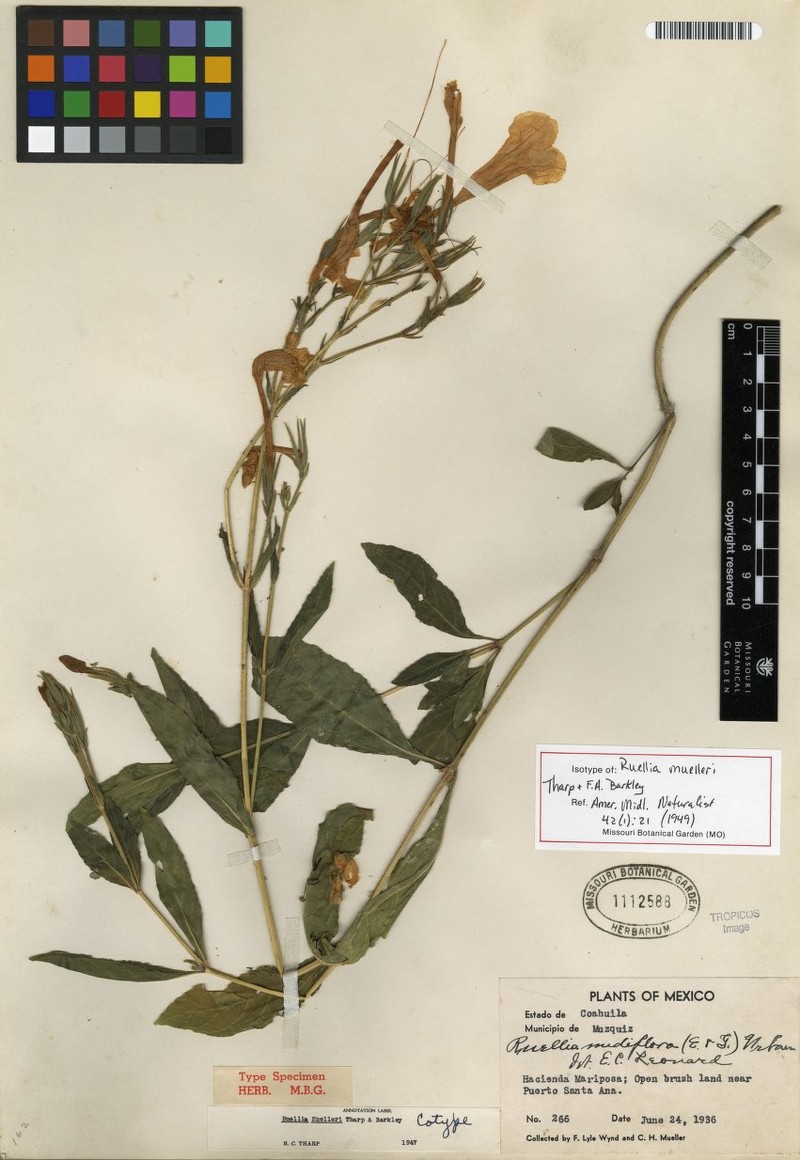 Ruellia muelleri