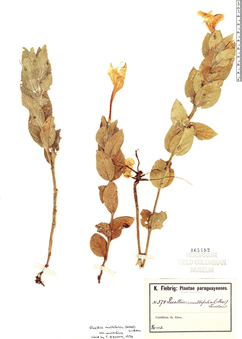 Ruellia multifolia var. multifolia