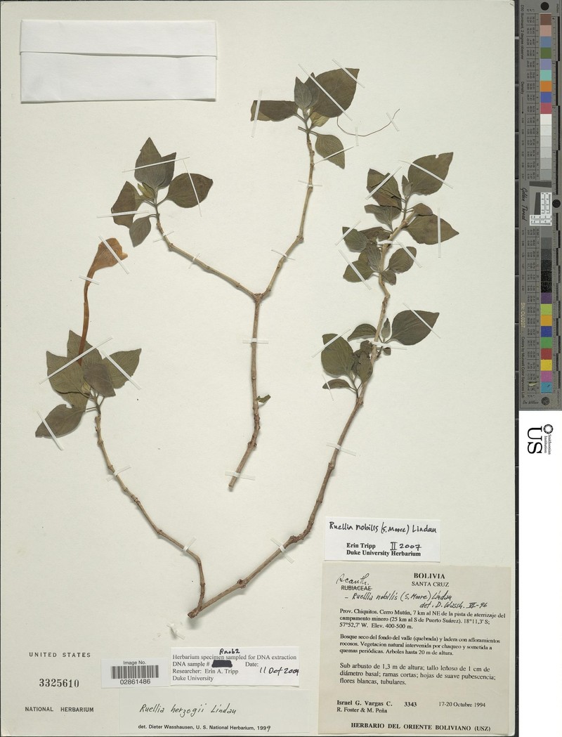 Ruellia nobilis