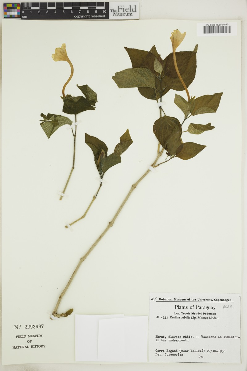 Ruellia nobilis photo 2