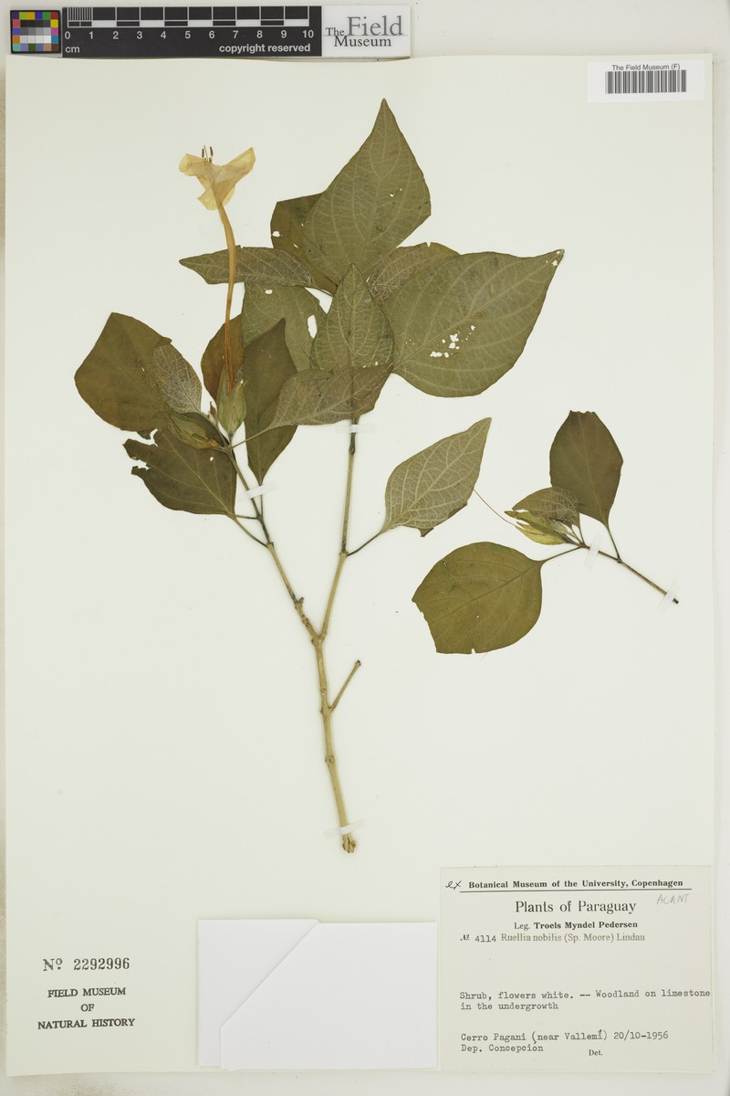 Ruellia nobilis photo 3