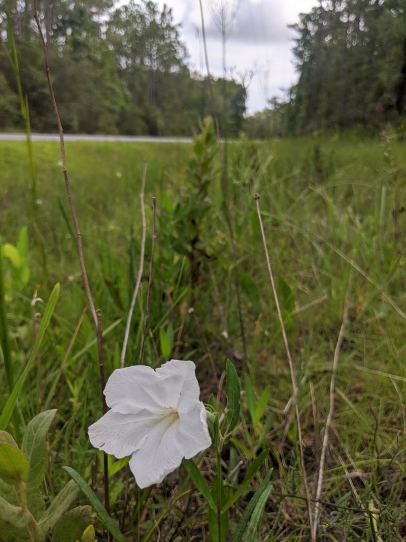 Nightflowering Wild Petunia
