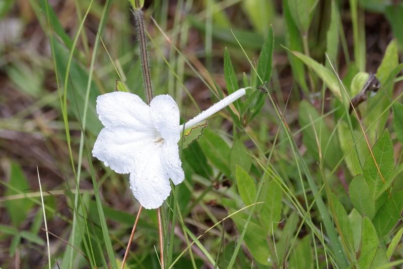 Nightflowering Wild Petunia photo 2