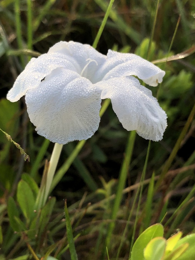 Nightflowering Wild Petunia photo 3