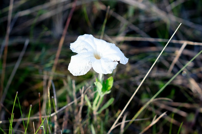 Nightflowering Wild Petunia photo 4