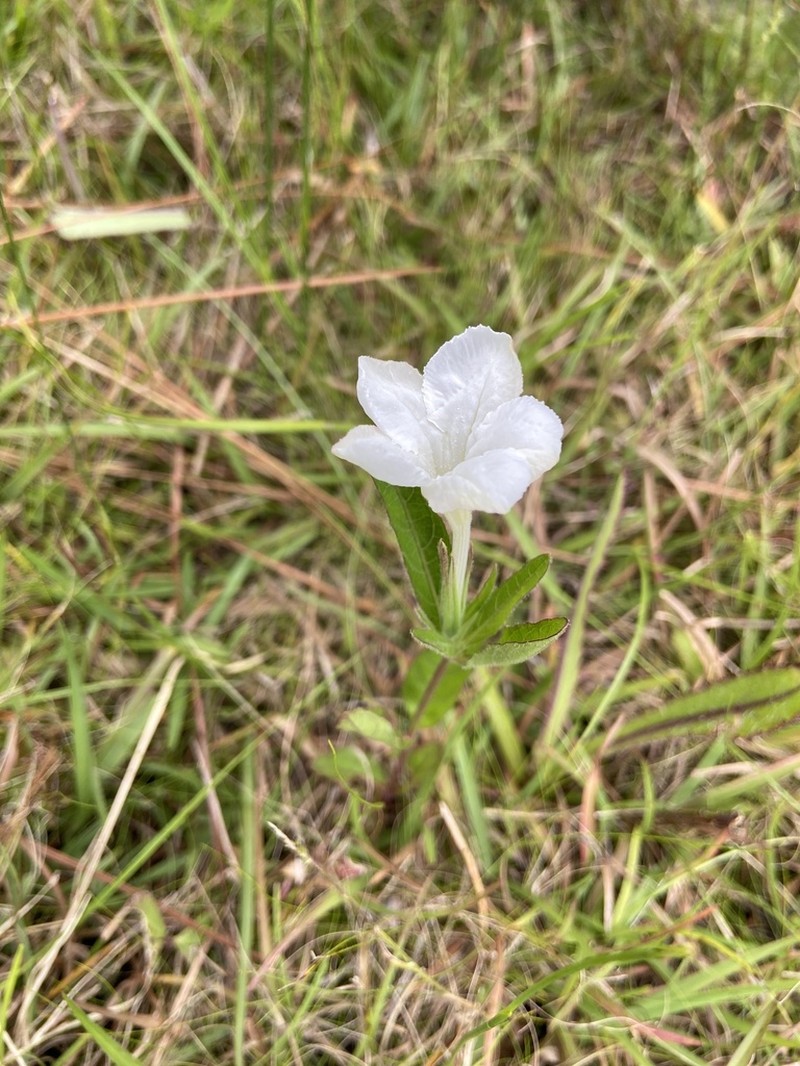 Nightflowering Wild Petunia photo 5