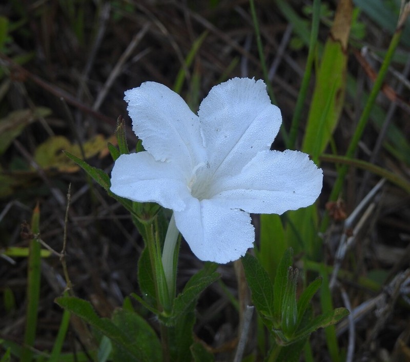 Nightflowering Wild Petunia photo 6