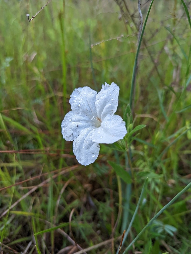 Nightflowering Wild Petunia photo 7