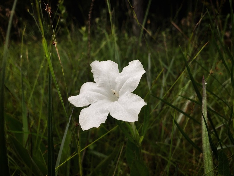 Nightflowering Wild Petunia photo 8