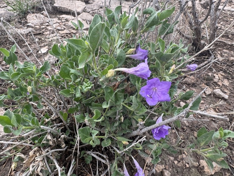 Parry's Wild Petunia