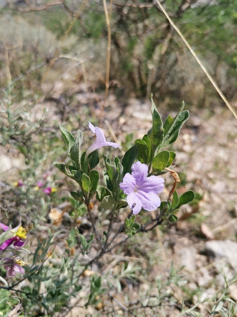 Parry's Wild Petunia photo 3