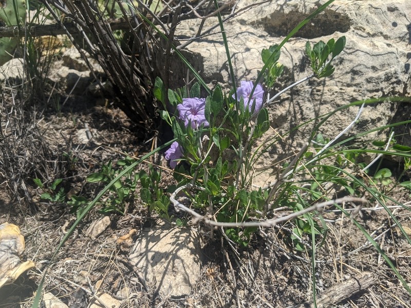 Parry's Wild Petunia photo 4