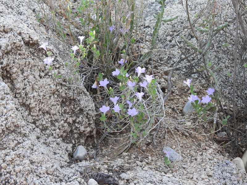 Parry's Wild Petunia photo 5