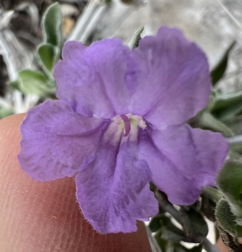 Parry's Wild Petunia photo 7