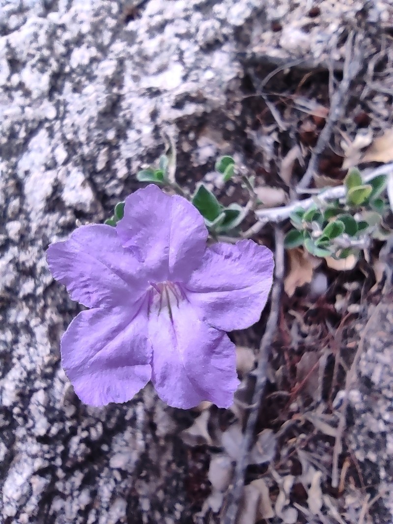 Parry's Wild Petunia photo 8