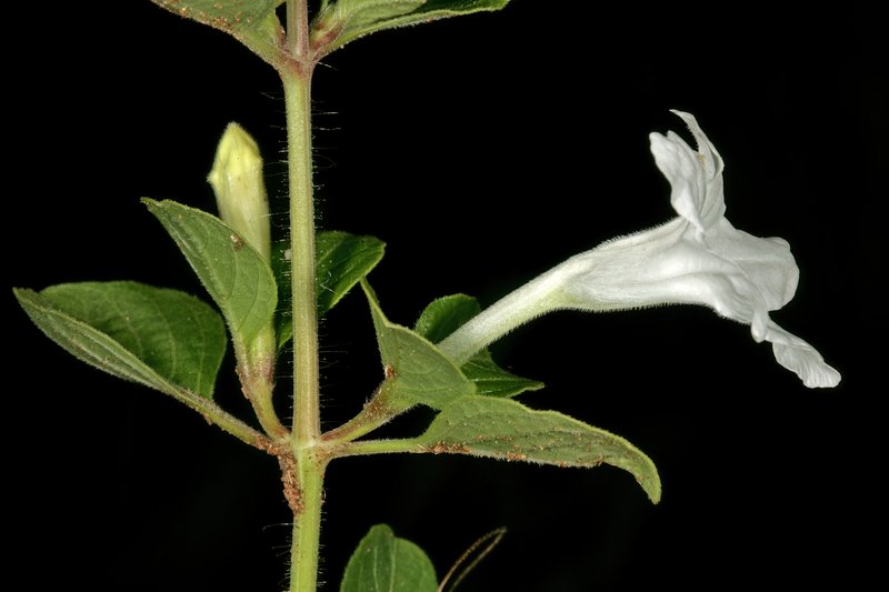 Ruellia patula