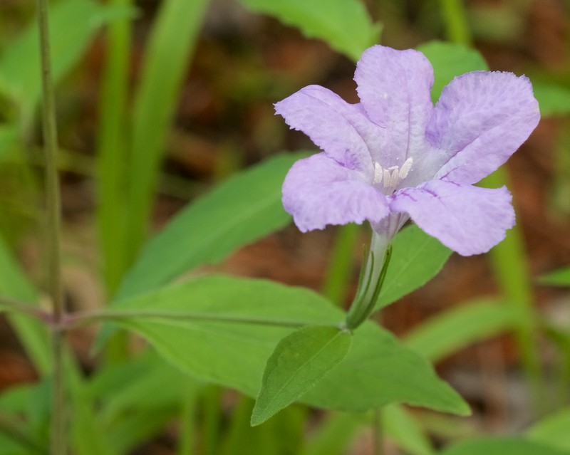 Stalked Wild Petunia