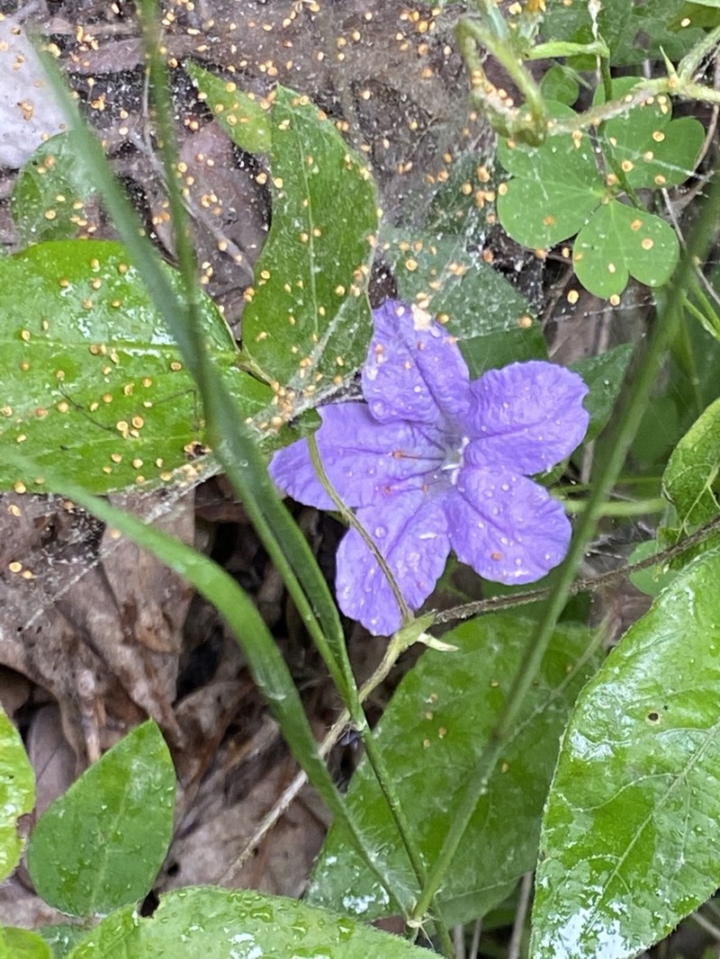 Stalked Wild Petunia photo 2