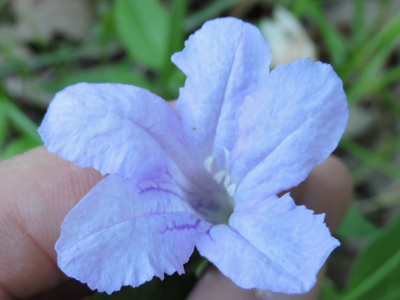 Stalked Wild Petunia photo 3