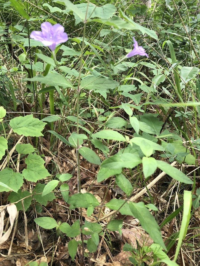 Stalked Wild Petunia photo 4