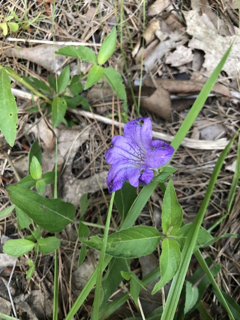 Stalked Wild Petunia photo 5