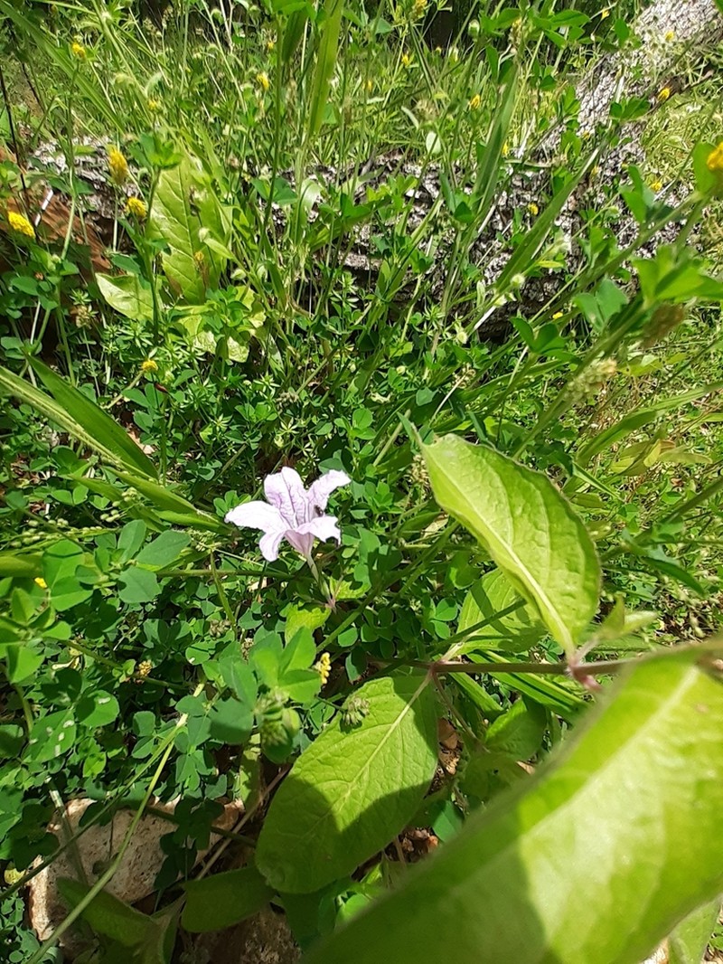 Stalked Wild Petunia photo 6