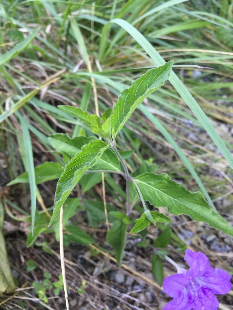 Stalked Wild Petunia photo 7