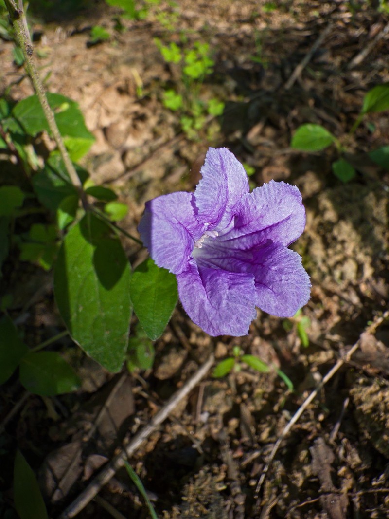 Ruellia pedunculata subsp. pedunculata
