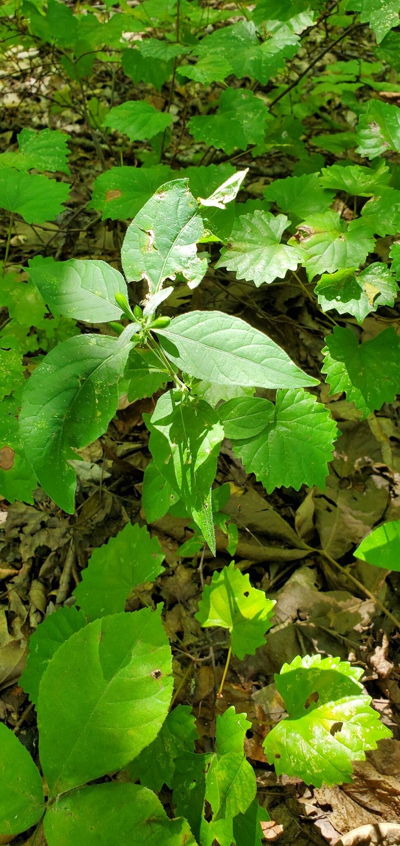Ruellia pedunculata subsp. pedunculata photo 2