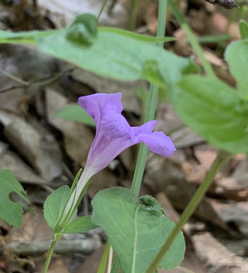 Ruellia pedunculata subsp. pedunculata photo 3